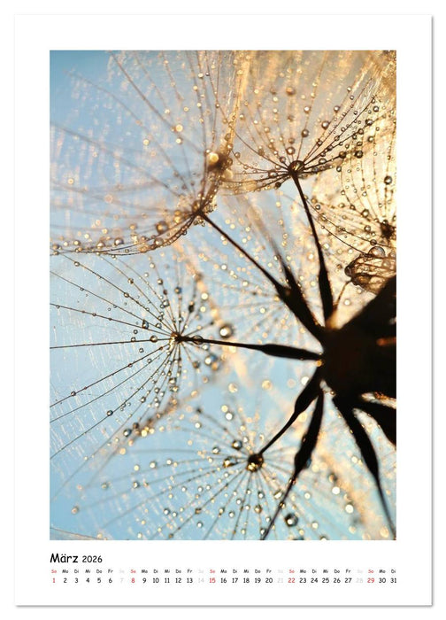 Die Pusteblume neu erleben (CALVENDO Wandkalender 2026)