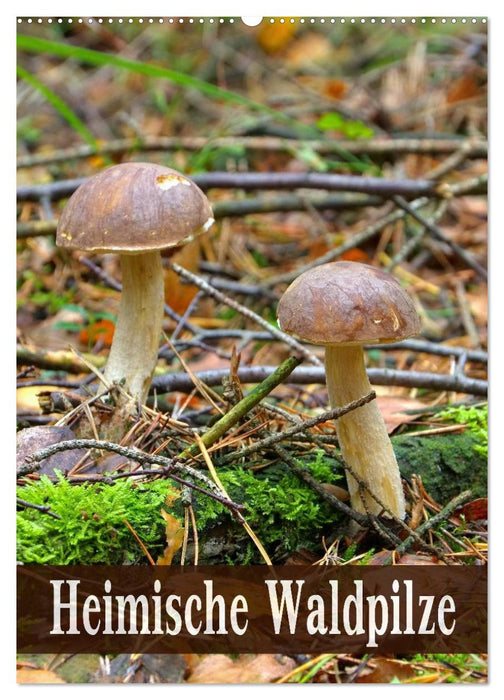 Heimische Waldpilze (CALVENDO Wandkalender 2026)