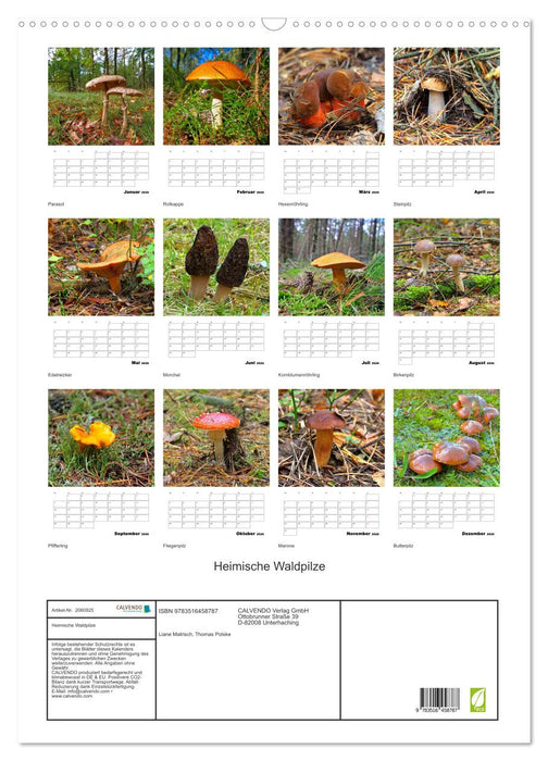 Heimische Waldpilze (CALVENDO Wandkalender 2026)