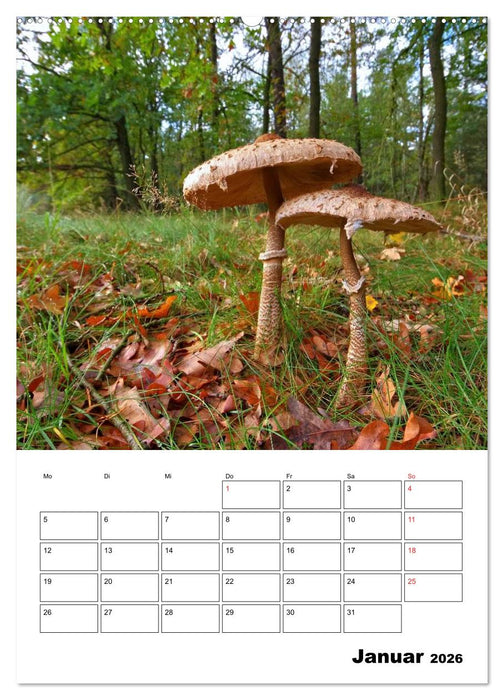 Heimische Waldpilze (CALVENDO Wandkalender 2026)