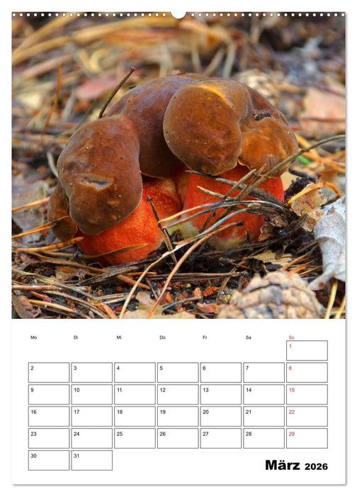Heimische Waldpilze (CALVENDO Wandkalender 2026)