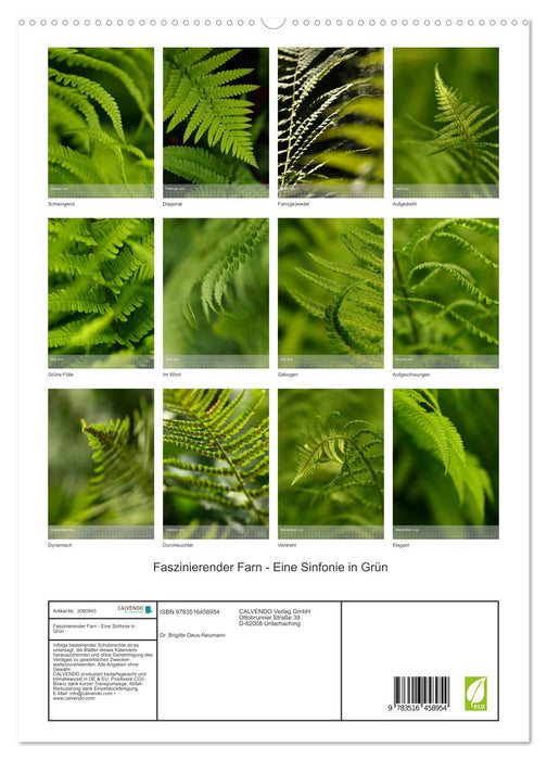 Faszinierender Farn - Eine Sinfonie in Grün (CALVENDO Premium Wandkalender 2026)