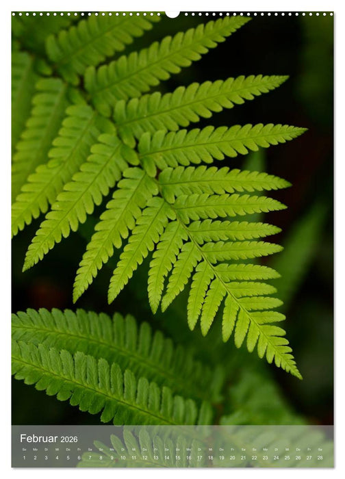 Faszinierender Farn - Eine Sinfonie in Grün (CALVENDO Premium Wandkalender 2026)