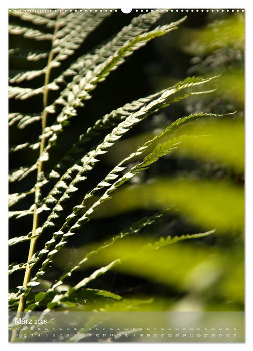 Faszinierender Farn - Eine Sinfonie in Grün (CALVENDO Premium Wandkalender 2026)