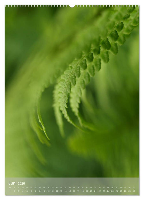 Faszinierender Farn - Eine Sinfonie in Grün (CALVENDO Premium Wandkalender 2026)