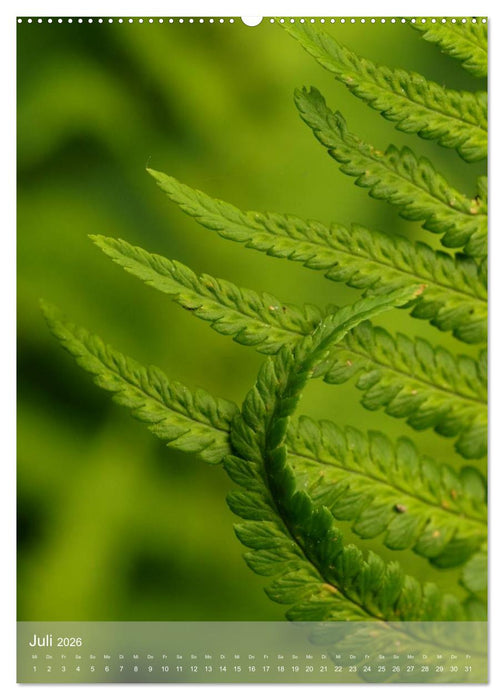 Faszinierender Farn - Eine Sinfonie in Grün (CALVENDO Premium Wandkalender 2026)