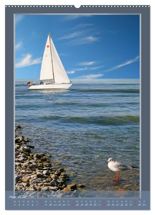 Der Maritime aus Mausopardia (CALVENDO Wandkalender 2026)