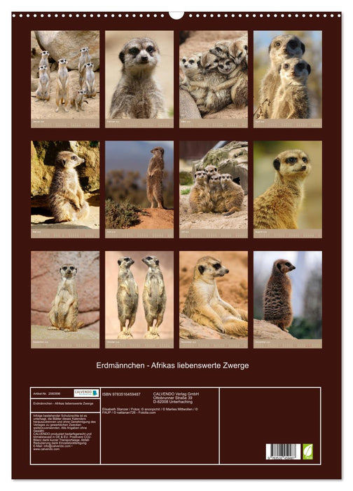 Erdmännchen - Afrikas liebenswerte Zwerge (CALVENDO Wandkalender 2026)