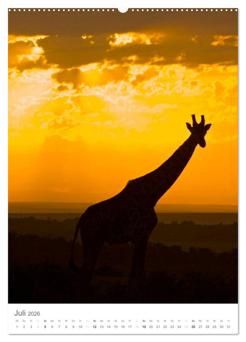 Giraffen - Die Grazien in Afrikas Savannen (CALVENDO Premium Wandkalender 2026)