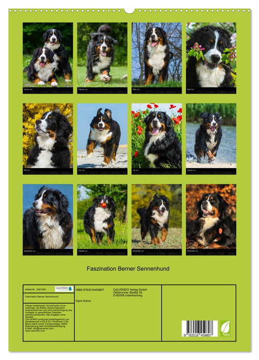 Faszination Berner Sennenhund (CALVENDO Premium Wandkalender 2026)