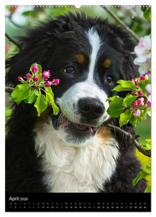Faszination Berner Sennenhund (CALVENDO Premium Wandkalender 2026)
