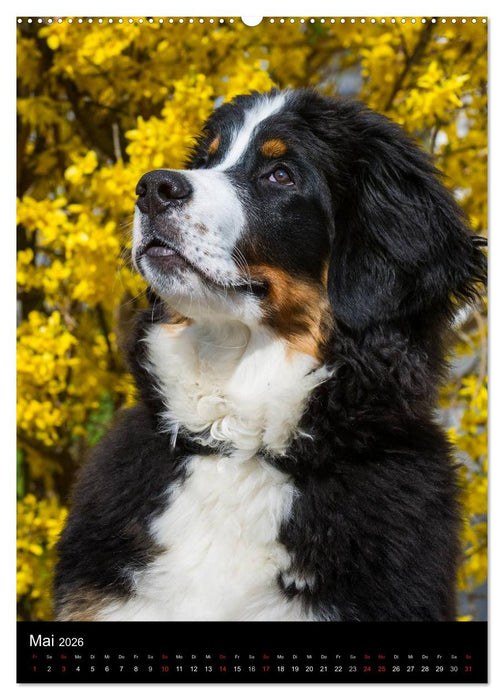 Faszination Berner Sennenhund (CALVENDO Premium Wandkalender 2026)
