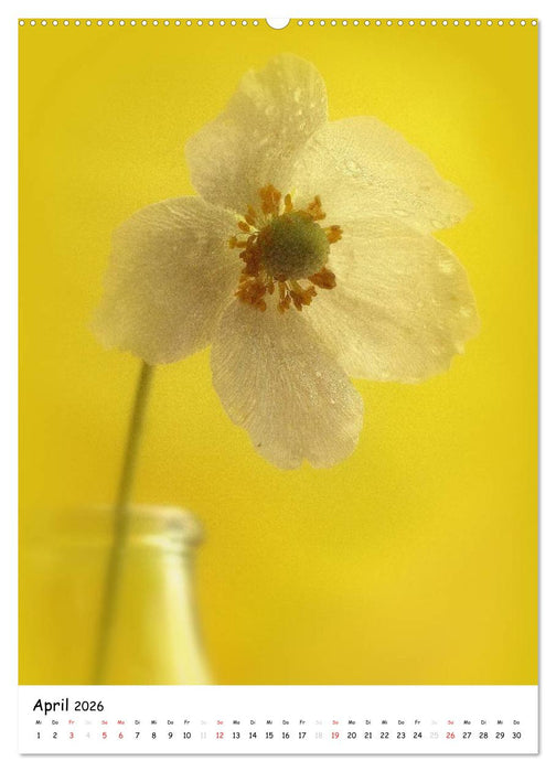 Filigrane Schönheiten 2026 (CALVENDO Premium Wandkalender 2026)