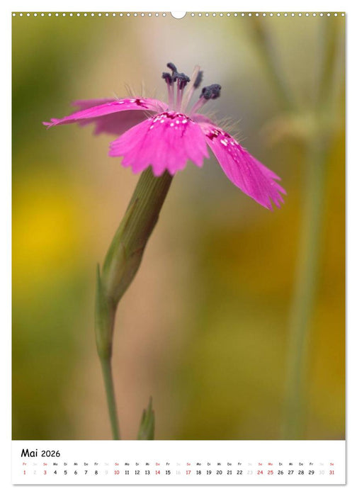 Filigrane Schönheiten 2026 (CALVENDO Premium Wandkalender 2026)