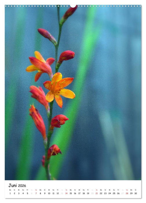 Filigrane Schönheiten 2026 (CALVENDO Premium Wandkalender 2026)