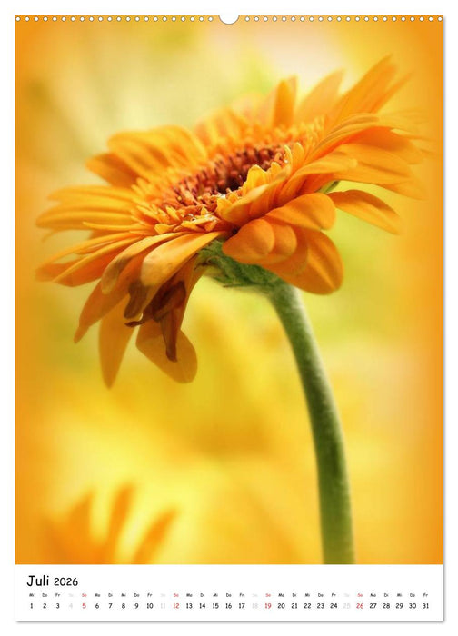 Filigrane Schönheiten 2026 (CALVENDO Premium Wandkalender 2026)