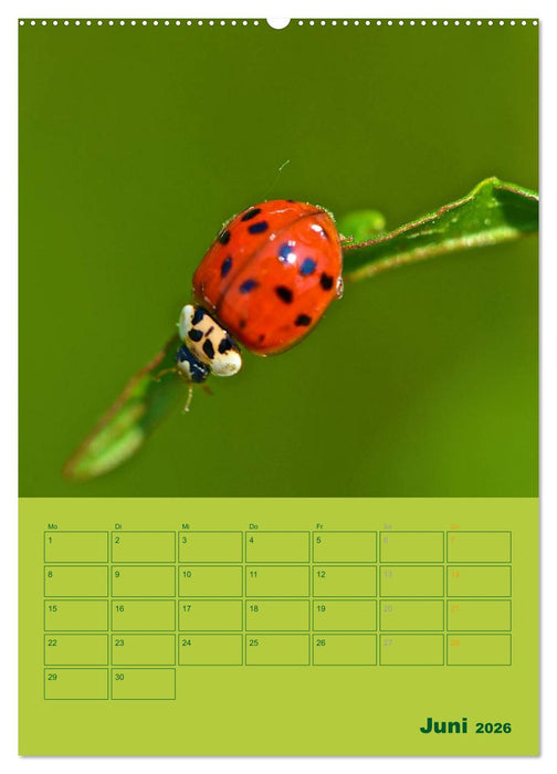 Wald- und Wiesenkalender 2026 Planer (CALVENDO Wandkalender 2026)