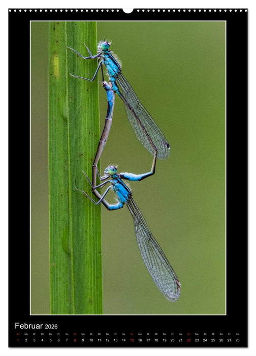 Faszination Libellen - Wildnis Heimat (CALVENDO Premium Wandkalender 2026)