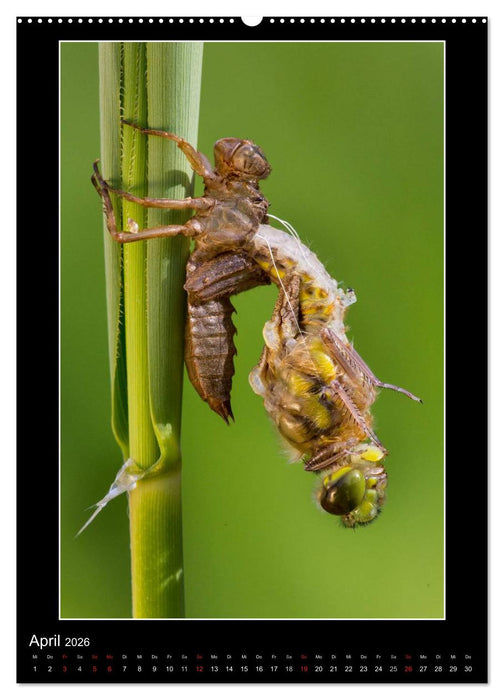 Faszination Libellen - Wildnis Heimat (CALVENDO Premium Wandkalender 2026)