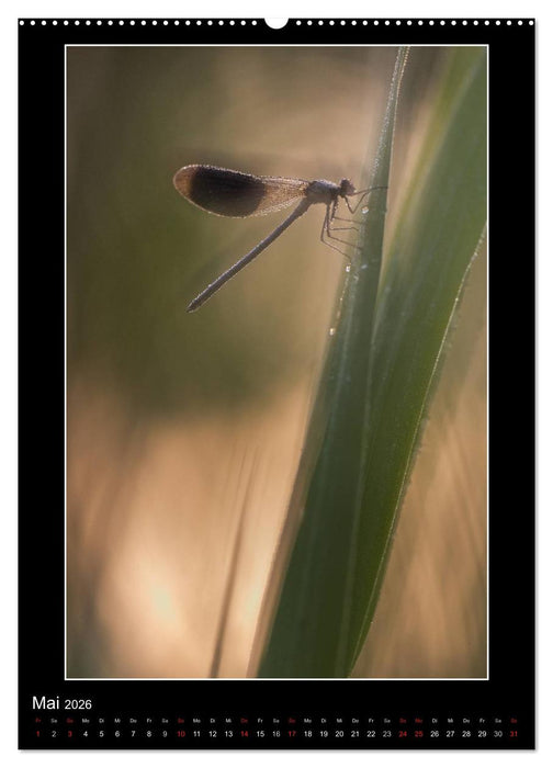 Faszination Libellen - Wildnis Heimat (CALVENDO Premium Wandkalender 2026)