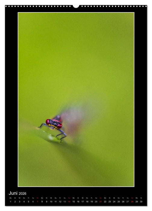 Faszination Libellen - Wildnis Heimat (CALVENDO Premium Wandkalender 2026)
