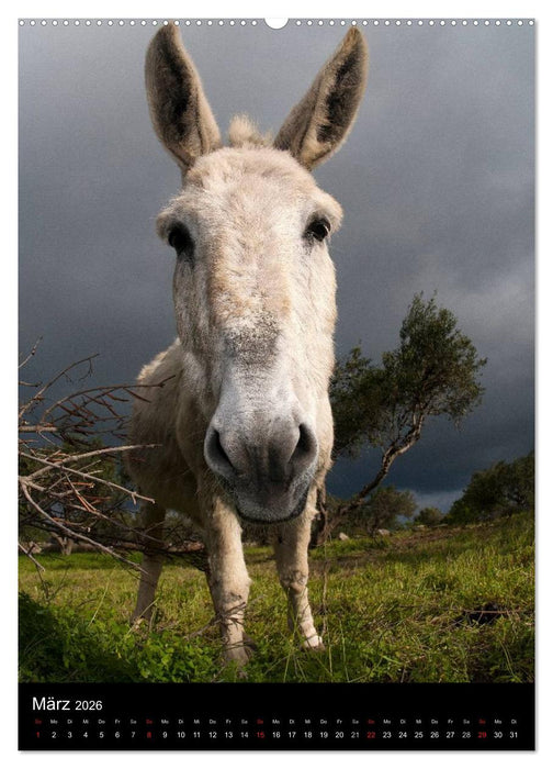 Hellas Inseln und Festland (CALVENDO Premium Wandkalender 2026)