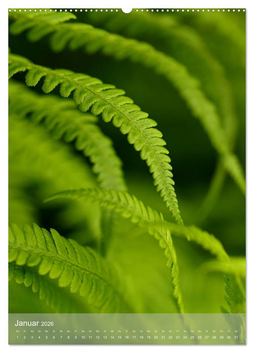 Faszinierender Farn - Eine Sinfonie in Grün (CALVENDO Wandkalender 2026)