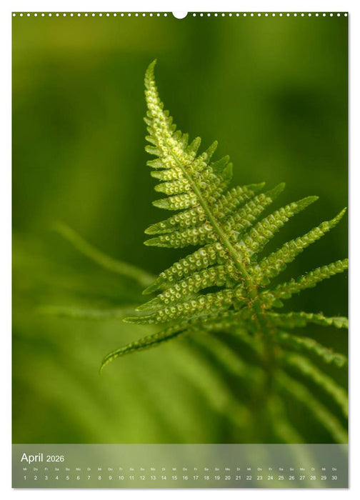 Faszinierender Farn - Eine Sinfonie in Grün (CALVENDO Wandkalender 2026)