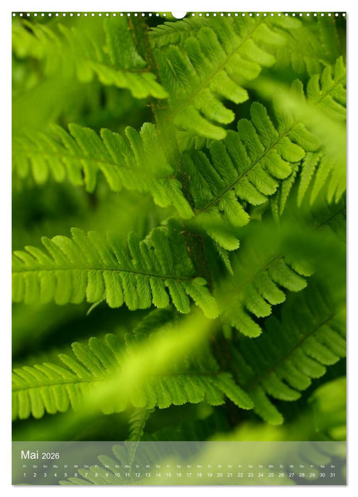 Faszinierender Farn - Eine Sinfonie in Grün (CALVENDO Wandkalender 2026)
