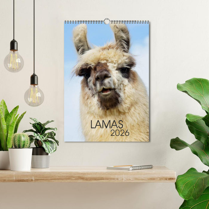 LAMAS (CALVENDO Wandkalender 2026)