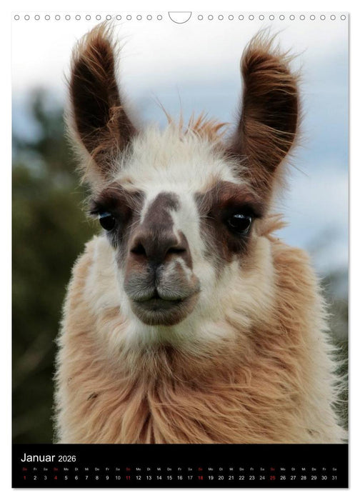LAMAS (CALVENDO Wandkalender 2026)
