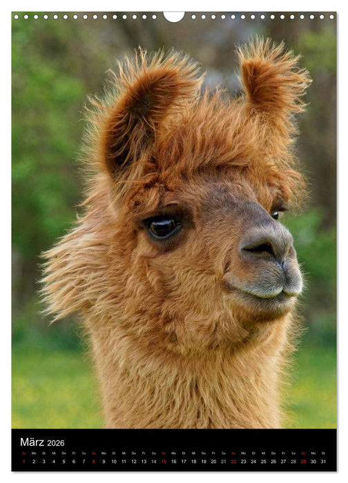 LAMAS (CALVENDO Wandkalender 2026)