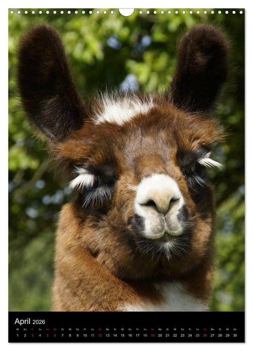 LAMAS (CALVENDO Wandkalender 2026)