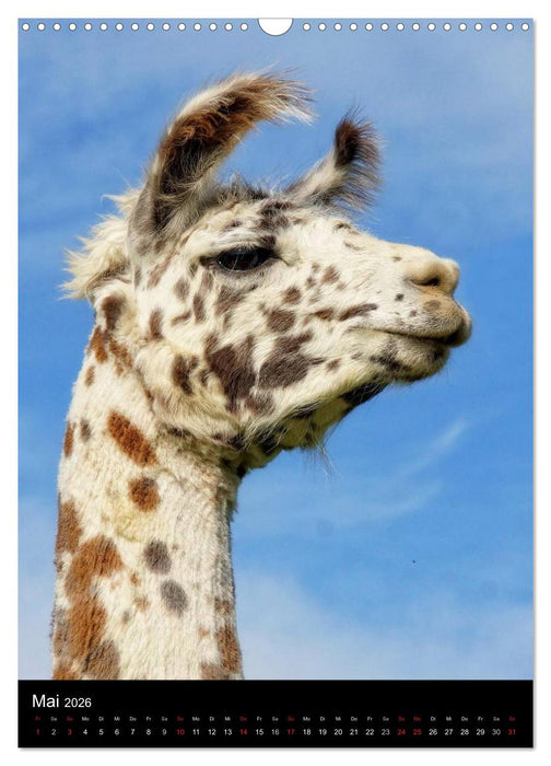 LAMAS (CALVENDO Wandkalender 2026)