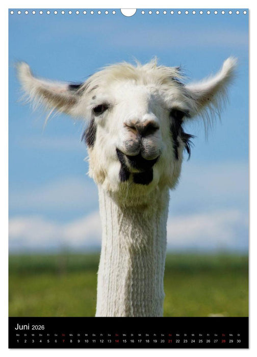 LAMAS (CALVENDO Wandkalender 2026)