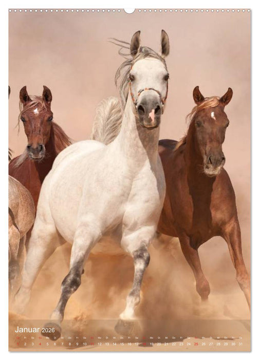 Arabische Pferde • Geschöpfe des Windes (CALVENDO Wandkalender 2026)