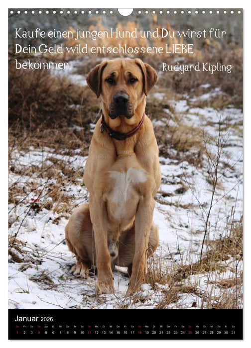 Der Broholmer (CALVENDO Wandkalender 2026)