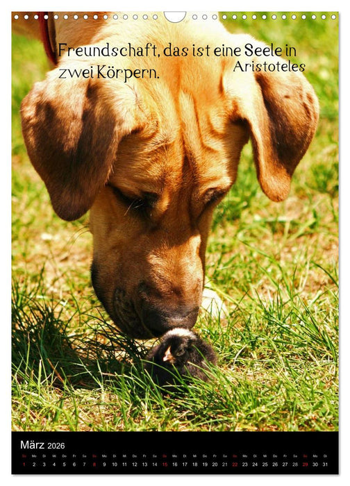 Der Broholmer (CALVENDO Wandkalender 2026)