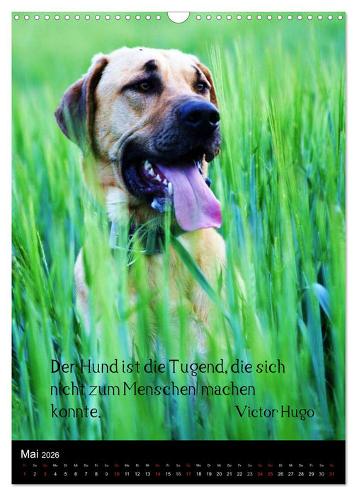 Der Broholmer (CALVENDO Wandkalender 2026)