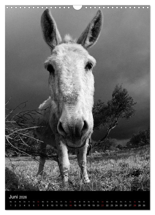 Griechenland in Schwarz und Weiß (CALVENDO Wandkalender 2026)