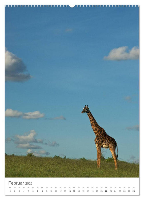 Giraffen - Die Grazien in Afrikas Savannen (CALVENDO Wandkalender 2026)