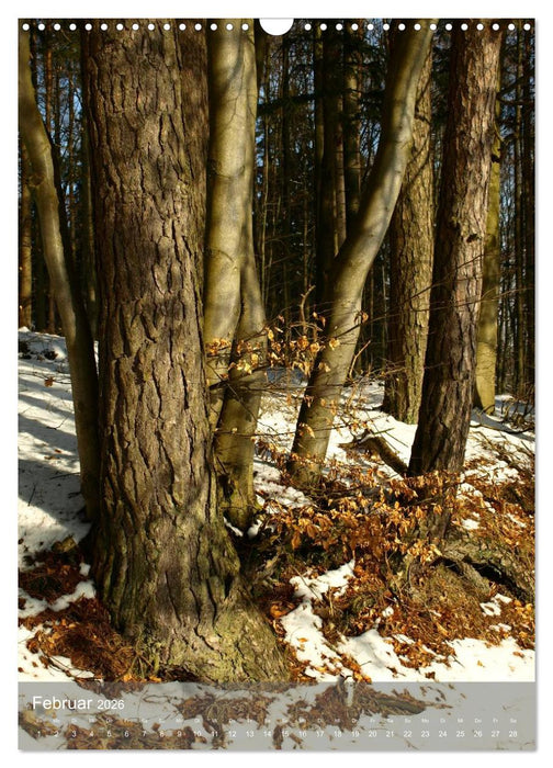 Fest verwurzelt - Faszinierende Bäume im Wandel der Jahreszeit (CALVENDO Wandkalender 2026)
