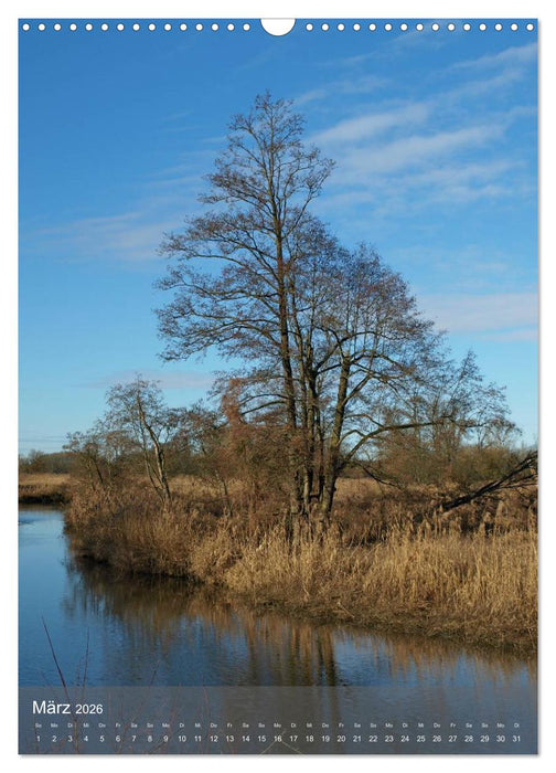 Fest verwurzelt - Faszinierende Bäume im Wandel der Jahreszeit (CALVENDO Wandkalender 2026)