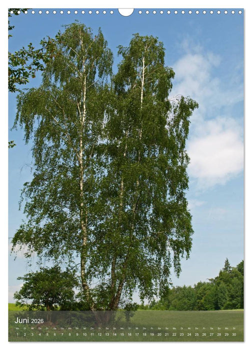 Fest verwurzelt - Faszinierende Bäume im Wandel der Jahreszeit (CALVENDO Wandkalender 2026)