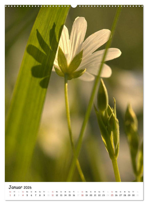 Filigrane Schönheiten 2026 (CALVENDO Wandkalender 2026)