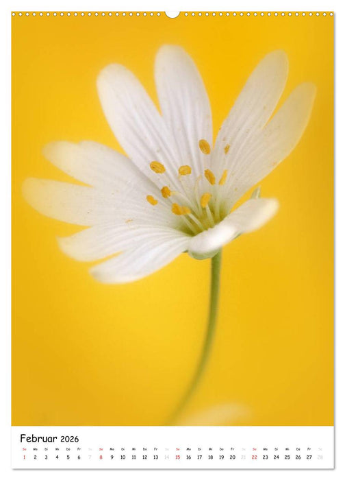 Filigrane Schönheiten 2026 (CALVENDO Wandkalender 2026)