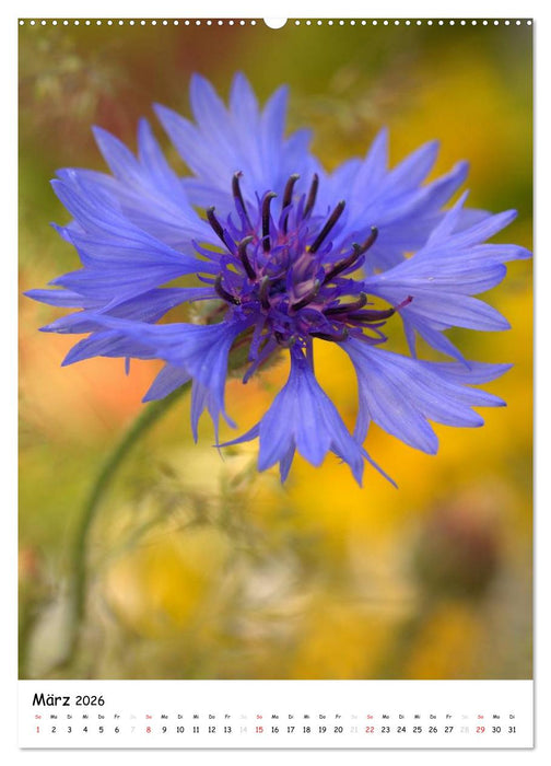 Filigrane Schönheiten 2026 (CALVENDO Wandkalender 2026)