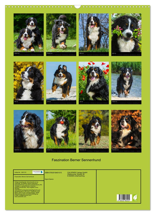 Faszination Berner Sennenhund (CALVENDO Wandkalender 2026)