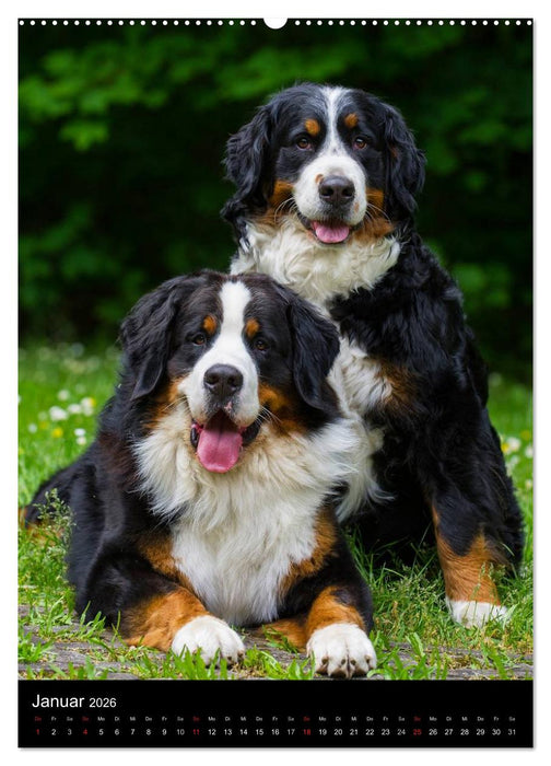 Faszination Berner Sennenhund (CALVENDO Wandkalender 2026)