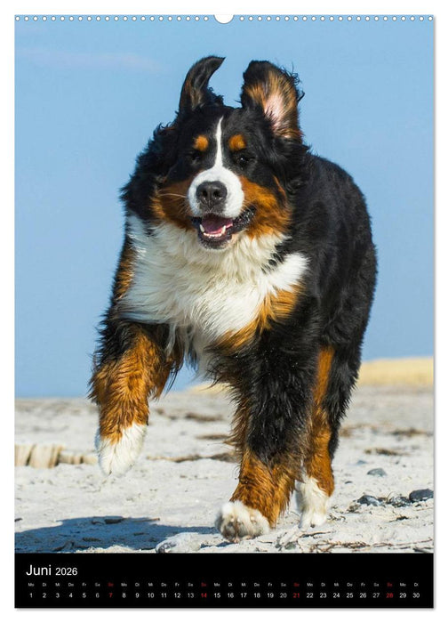 Faszination Berner Sennenhund (CALVENDO Wandkalender 2026)